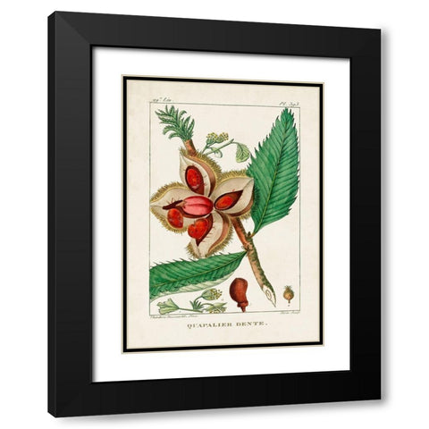 Turpin Foliage and Fruit II Black Modern Wood Framed Art Print with Double Matting by Turpin