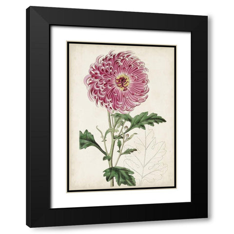 Garden Gems I Black Modern Wood Framed Art Print with Double Matting by Curtis