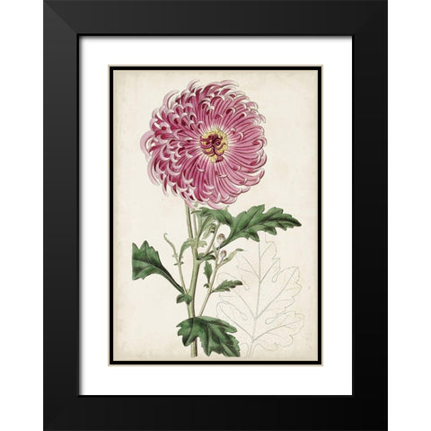 Garden Gems I Black Modern Wood Framed Art Print with Double Matting by Curtis