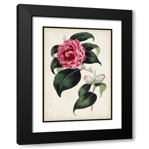 Garden Gems II Black Modern Wood Framed Art Print with Double Matting by Curtis