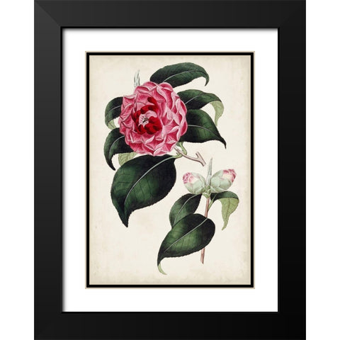 Garden Gems II Black Modern Wood Framed Art Print with Double Matting by Curtis