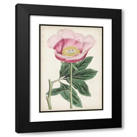 Garden Gems III Black Modern Wood Framed Art Print with Double Matting by Curtis