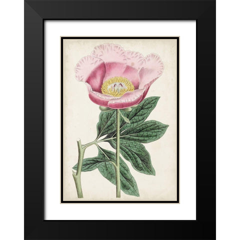 Garden Gems III Black Modern Wood Framed Art Print with Double Matting by Curtis