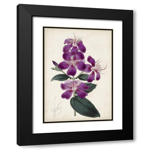 Garden Gems IV Black Modern Wood Framed Art Print with Double Matting by Curtis