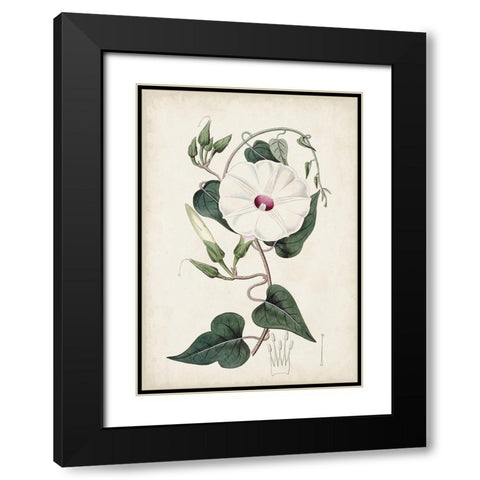 Garden Gems V Black Modern Wood Framed Art Print with Double Matting by Curtis