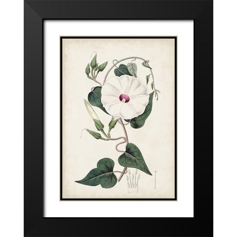Garden Gems V Black Modern Wood Framed Art Print with Double Matting by Curtis