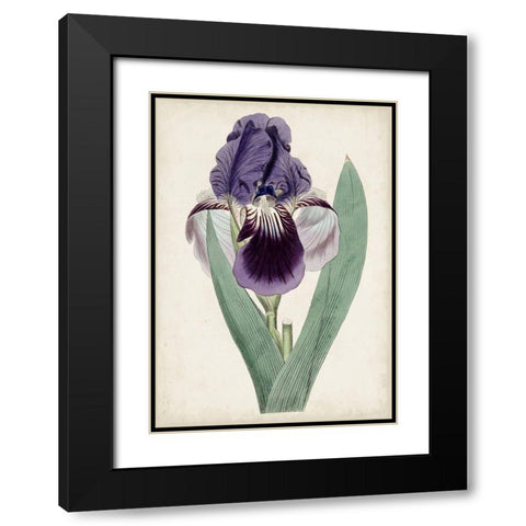 Garden Gems VI Black Modern Wood Framed Art Print with Double Matting by Curtis