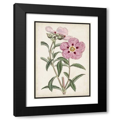 Garden Gems VII Black Modern Wood Framed Art Print with Double Matting by Curtis