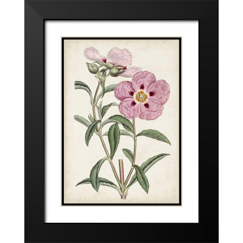 Garden Gems VII Black Modern Wood Framed Art Print with Double Matting by Curtis