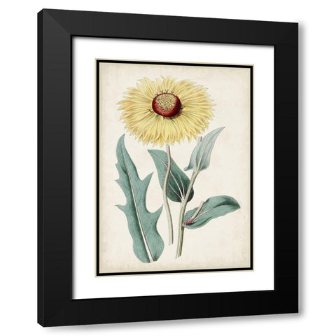 Garden Gems VIII Black Modern Wood Framed Art Print with Double Matting by Curtis