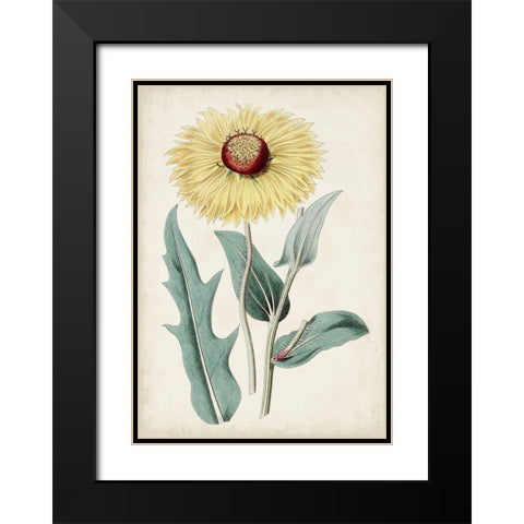 Garden Gems VIII Black Modern Wood Framed Art Print with Double Matting by Curtis