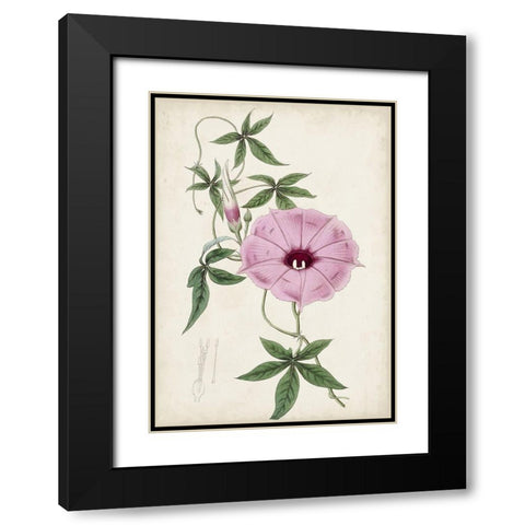 Garden Gems IX Black Modern Wood Framed Art Print with Double Matting by Curtis