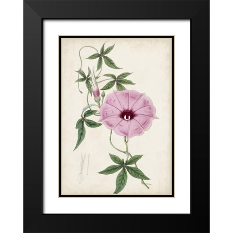 Garden Gems IX Black Modern Wood Framed Art Print with Double Matting by Curtis