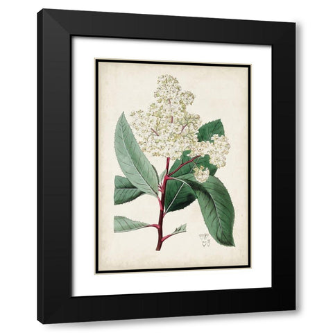 Garden Gems X Black Modern Wood Framed Art Print with Double Matting by Curtis