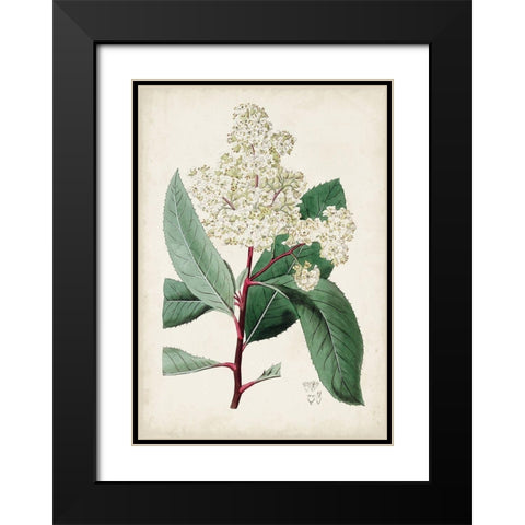 Garden Gems X Black Modern Wood Framed Art Print with Double Matting by Curtis