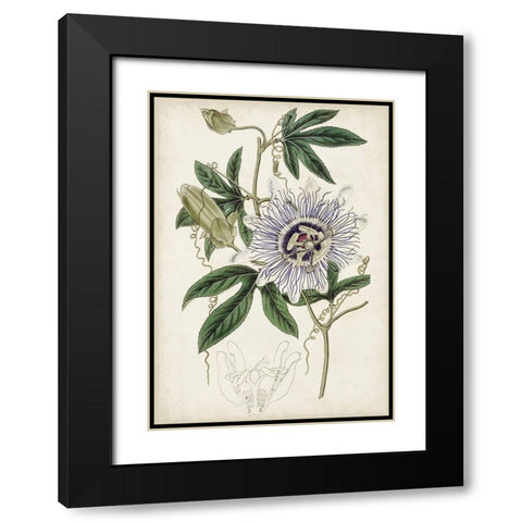 Garden Gems XI Black Modern Wood Framed Art Print with Double Matting by Curtis