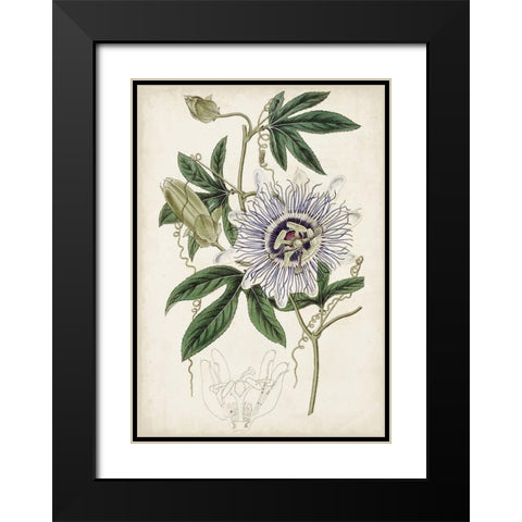 Garden Gems XI Black Modern Wood Framed Art Print with Double Matting by Curtis