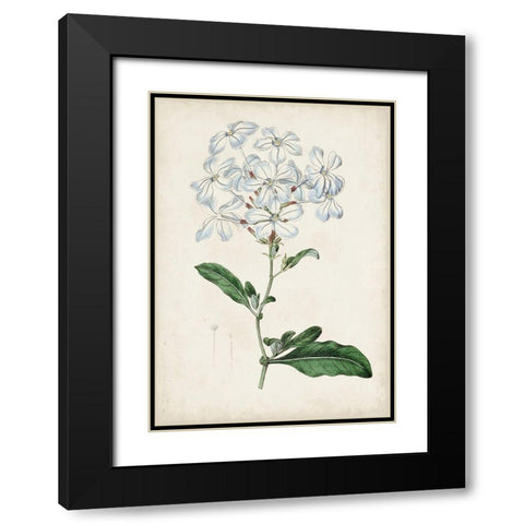Garden Gems XII Black Modern Wood Framed Art Print with Double Matting by Curtis