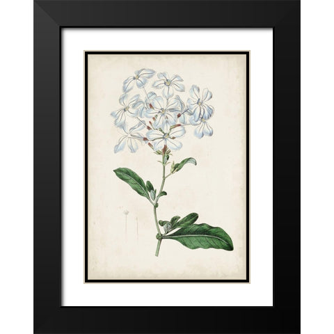 Garden Gems XII Black Modern Wood Framed Art Print with Double Matting by Curtis