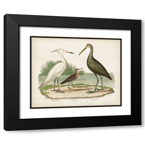 Waterbird Trio I Black Modern Wood Framed Art Print with Double Matting by Wilson, Alexander