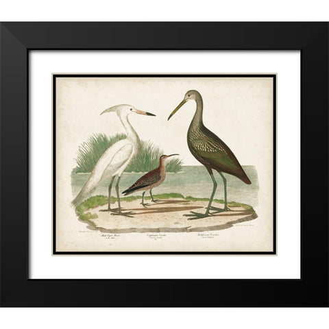 Waterbird Trio I Black Modern Wood Framed Art Print with Double Matting by Wilson, Alexander