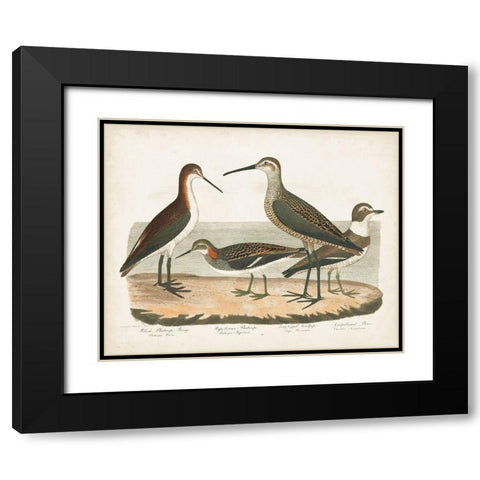 Waterbird Trio II Black Modern Wood Framed Art Print with Double Matting by Wilson, Alexander