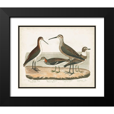 Waterbird Trio II Black Modern Wood Framed Art Print with Double Matting by Wilson, Alexander