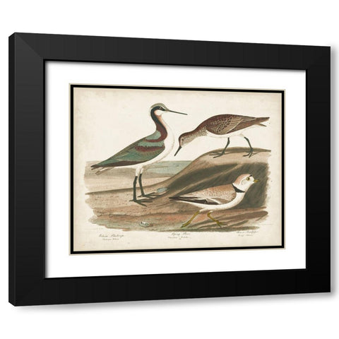 Waterbird Trio III Black Modern Wood Framed Art Print with Double Matting by Wilson, Alexander