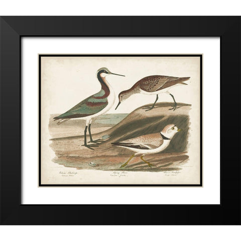 Waterbird Trio III Black Modern Wood Framed Art Print with Double Matting by Wilson, Alexander