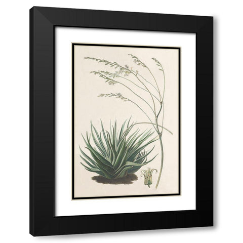 Agave Plant I Black Modern Wood Framed Art Print with Double Matting by Unknown