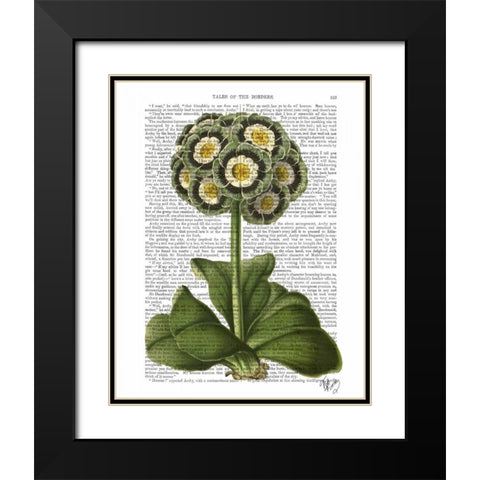 Primula Auricula Blue Black Modern Wood Framed Art Print with Double Matting by Fab Funky