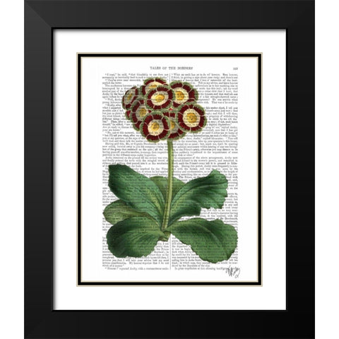 Primula Auricula Red Black Modern Wood Framed Art Print with Double Matting by Fab Funky