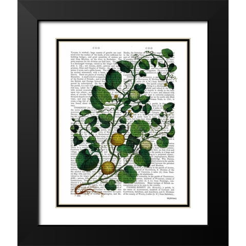 Squash Vine 4 Black Modern Wood Framed Art Print with Double Matting by Fab Funky