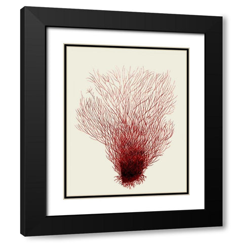 Red Corals 2 d Black Modern Wood Framed Art Print with Double Matting by Fab Funky