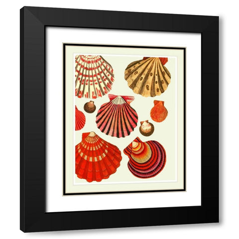 Red and Cream Clam Shells Black Modern Wood Framed Art Print with Double Matting by Fab Funky