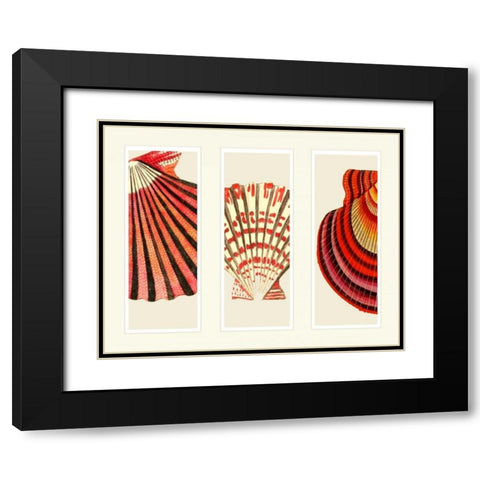 Red and Cream Shells on 3 Panels Black Modern Wood Framed Art Print with Double Matting by Fab Funky