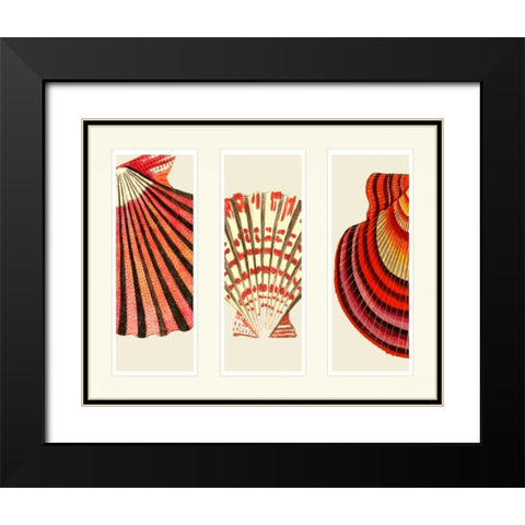 Red and Cream Shells on 3 Panels Black Modern Wood Framed Art Print with Double Matting by Fab Funky