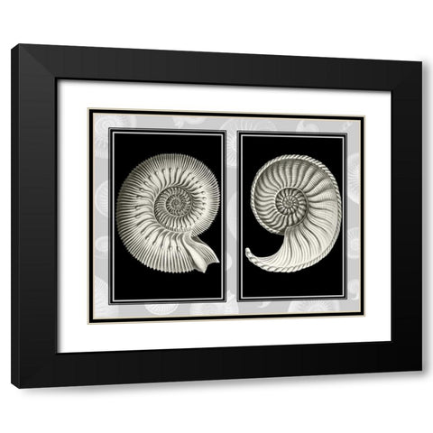 Nautilus Shells On Black Black Modern Wood Framed Art Print with Double Matting by Fab Funky