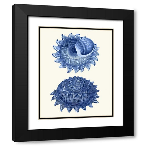 2 Blue Shells b Black Modern Wood Framed Art Print with Double Matting by Fab Funky