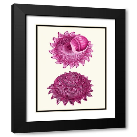 Pink Shells b Black Modern Wood Framed Art Print with Double Matting by Fab Funky