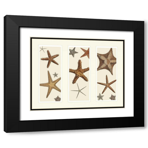 Starfish Print on 3 Panels Black Modern Wood Framed Art Print with Double Matting by Fab Funky