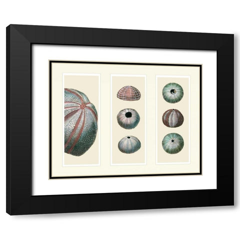 Sea Urchins on 3 Panels Black Modern Wood Framed Art Print with Double Matting by Fab Funky