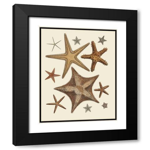 Starfish Collection 1 Black Modern Wood Framed Art Print with Double Matting by Fab Funky