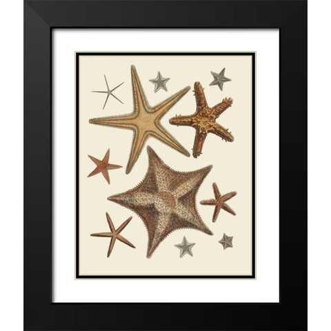 Starfish Collection 1 Black Modern Wood Framed Art Print with Double Matting by Fab Funky
