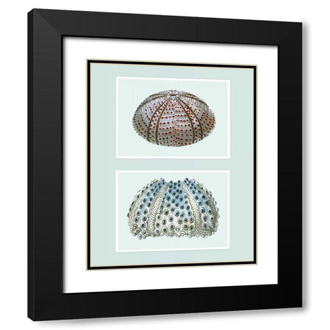Sea Urchin Print on 2 Panels Black Modern Wood Framed Art Print with Double Matting by Fab Funky