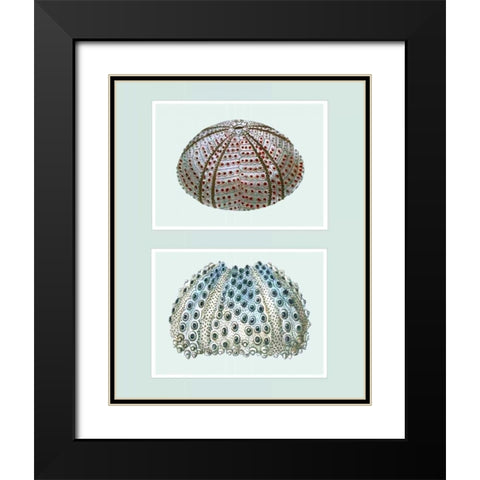 Sea Urchin Print on 2 Panels Black Modern Wood Framed Art Print with Double Matting by Fab Funky