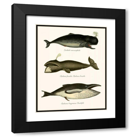 Trio of Vintage Whales Black Modern Wood Framed Art Print with Double Matting by Fab Funky