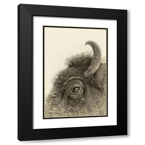 Buffalo Eye and Snow Black Modern Wood Framed Art Print with Double Matting by Drost, David