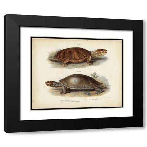 Antique Turtle Pair II Black Modern Wood Framed Art Print with Double Matting by Vision Studio