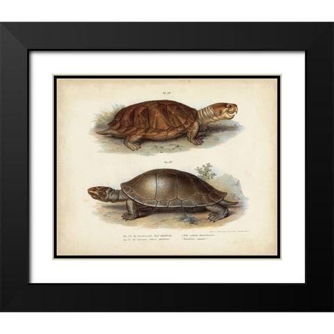Antique Turtle Pair II Black Modern Wood Framed Art Print with Double Matting by Vision Studio